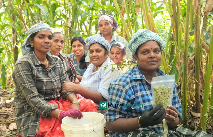 PureLeven cardamom harvest team in Kerala