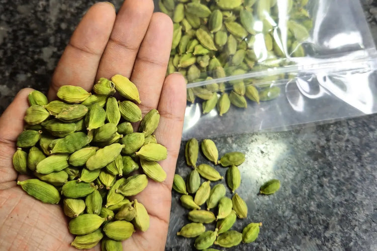 Hand holding freshly picked green cardamom pods