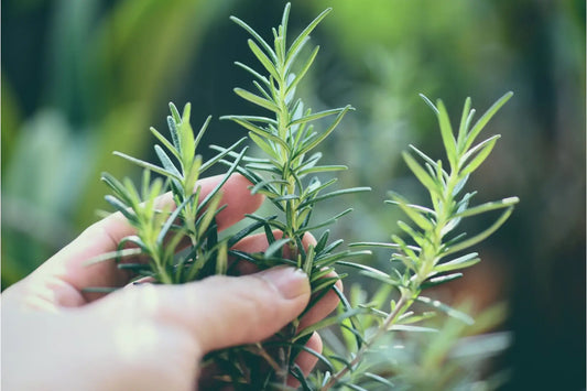 Journey To Wellness: The Key Benefits Of Rosemary Herb