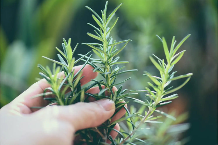 Journey To Wellness: The Key Benefits Of Rosemary Herb article image from Organic Pure Leven