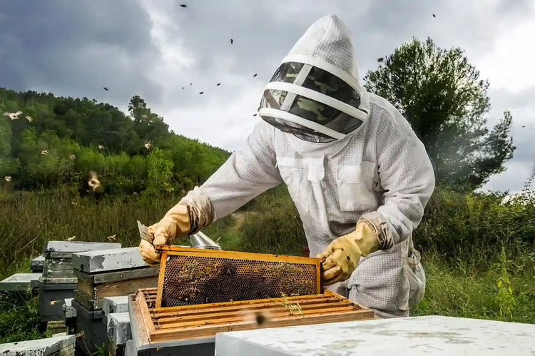 The Sweet Story of Honey: A Journey into the World of Local Honey Production article image from Organic Pure Leven