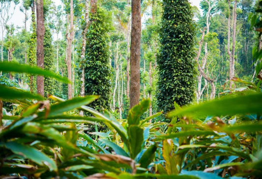 Best Kerala Spice Brands Online in India (2026 Guide) article image from Organic Pure Leven