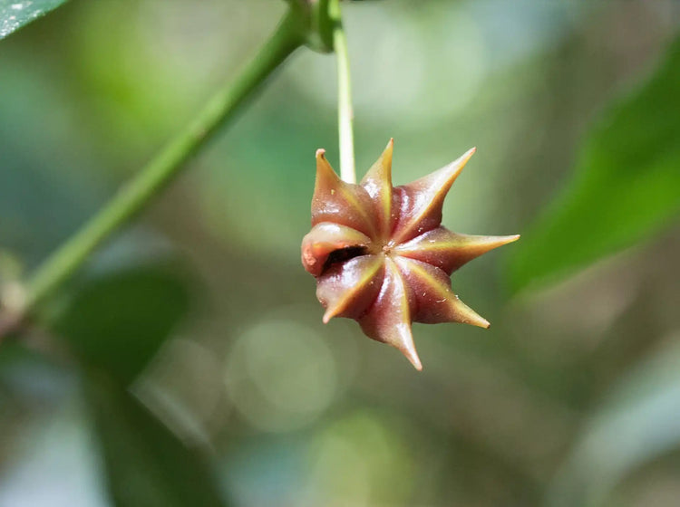 Spice of the Soil: Delving into Star Anise Cultivation in India article image from Organic Pure Leven