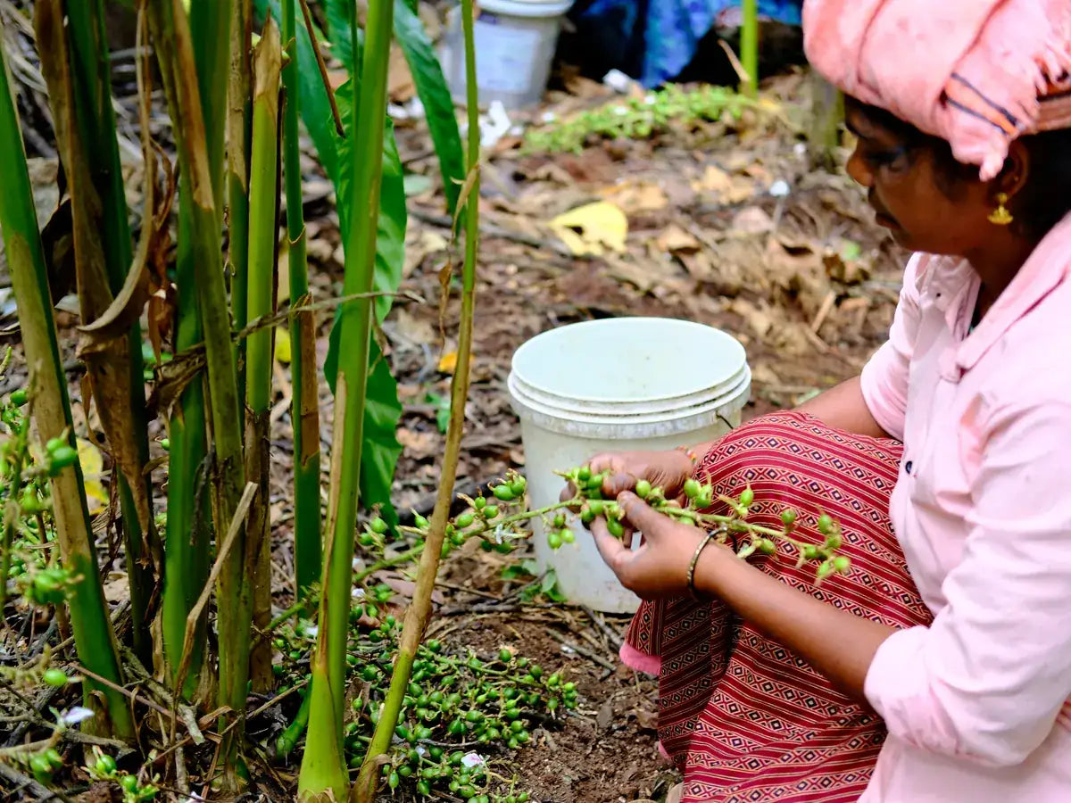 Cardamom harvesting in a Kerala spice garden