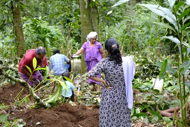Kerala spice growers working together in a cardamom garden
