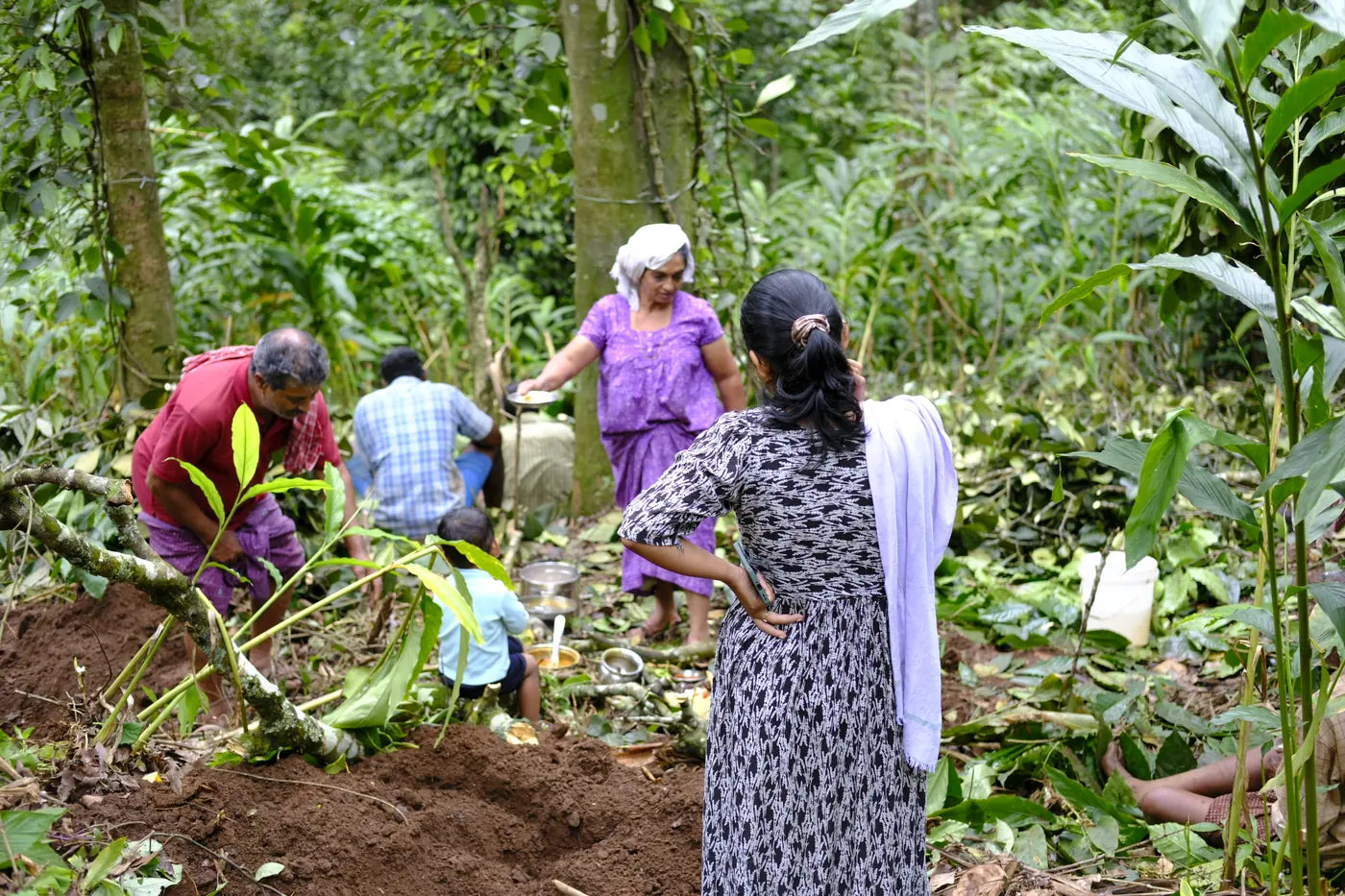 Kerala spice growers working together in a cardamom garden