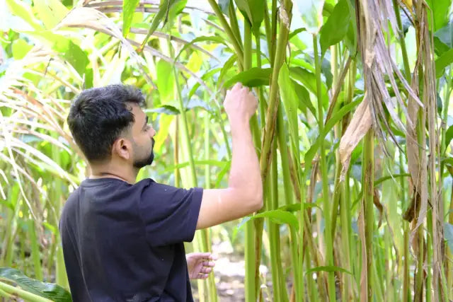 PureLeven sourcing team inspecting spice plants