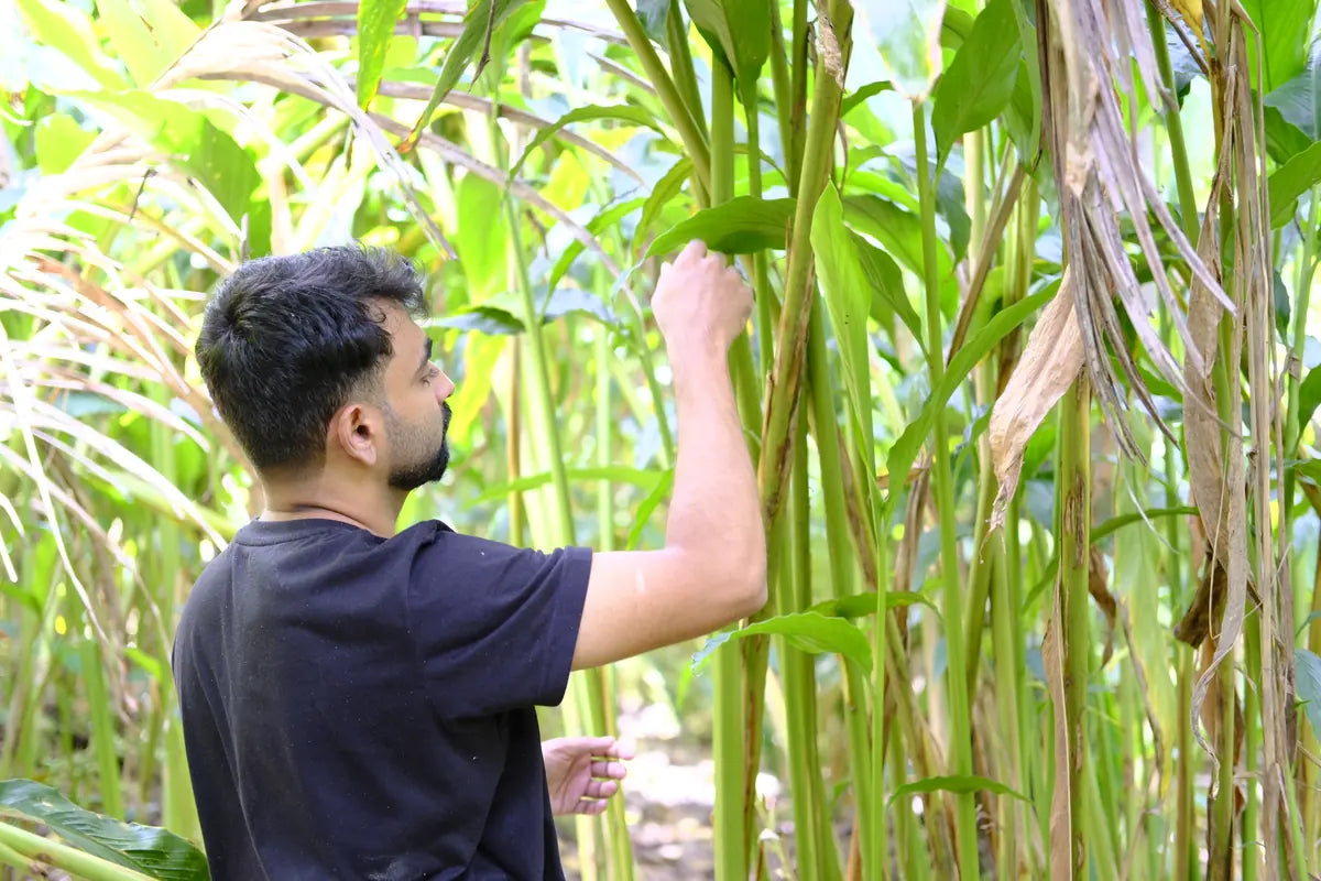 PureLeven sourcing team inspecting spice plants