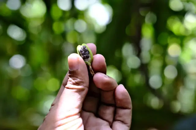 Fresh pepper berries held in hand at the farm