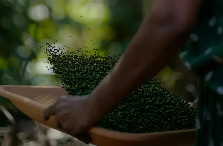 Fresh black pepper being sorted after harvest