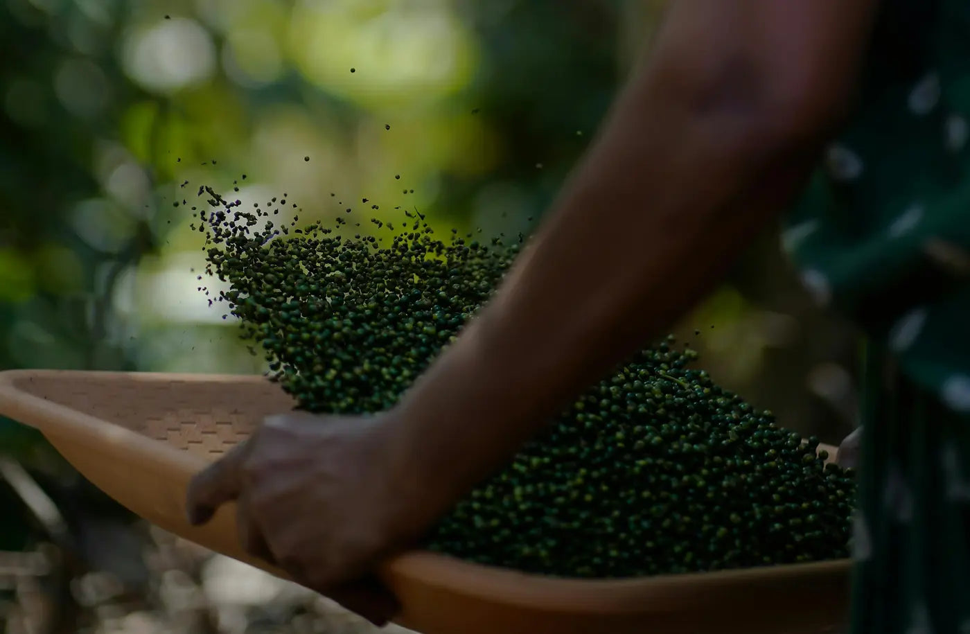 Fresh black pepper being sorted after harvest