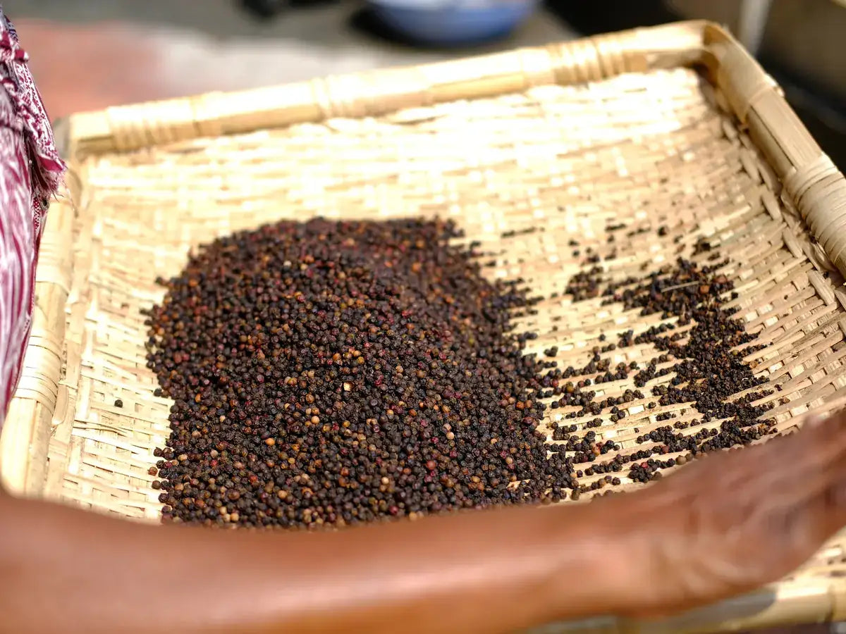 Whole black peppercorns drying after harvest