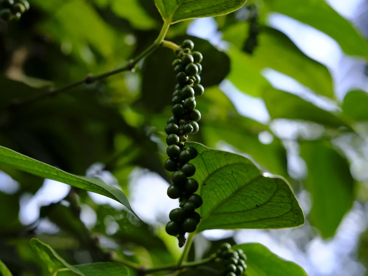 Fresh pepper growing on a vine in Kerala