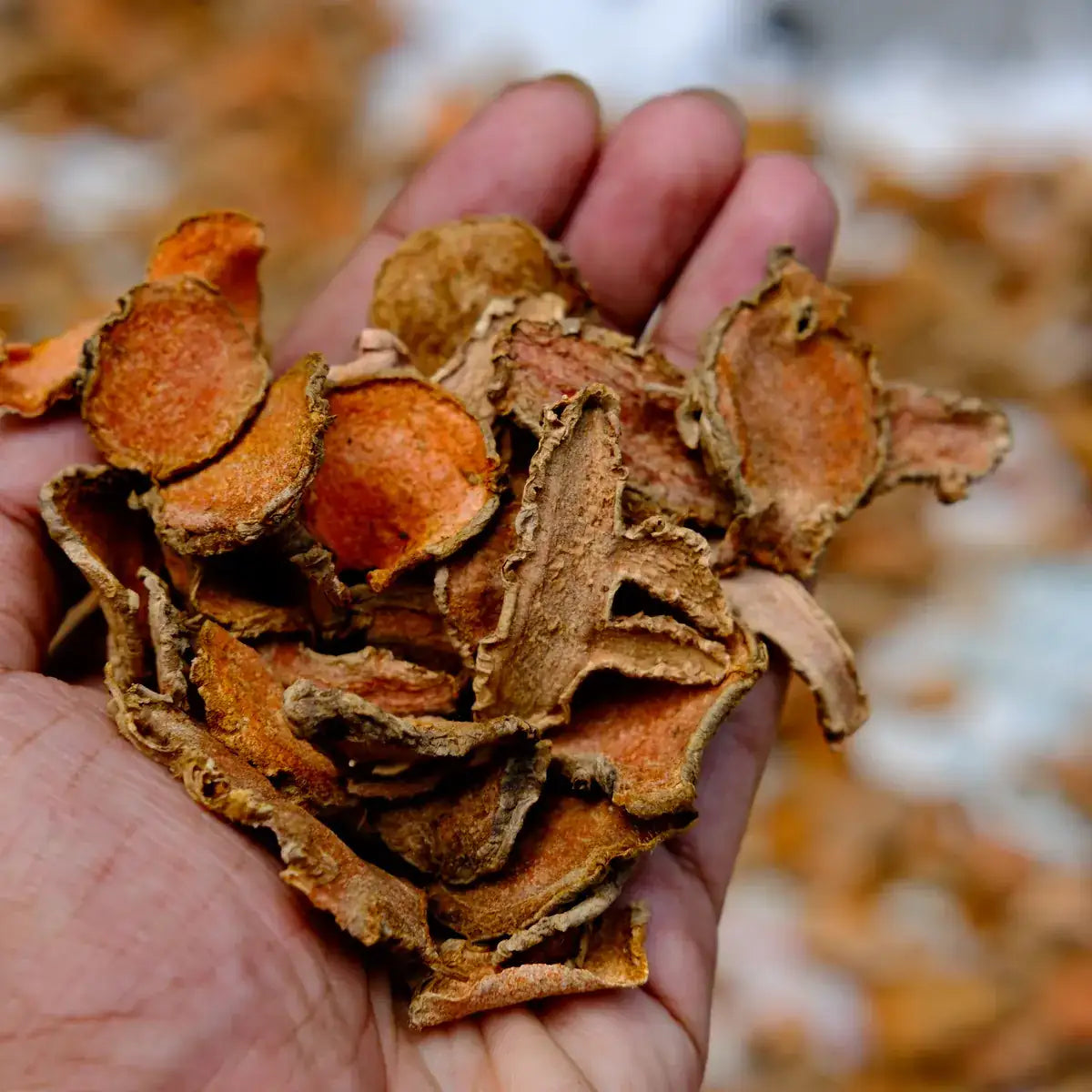 Fresh turmeric roots arranged for drying