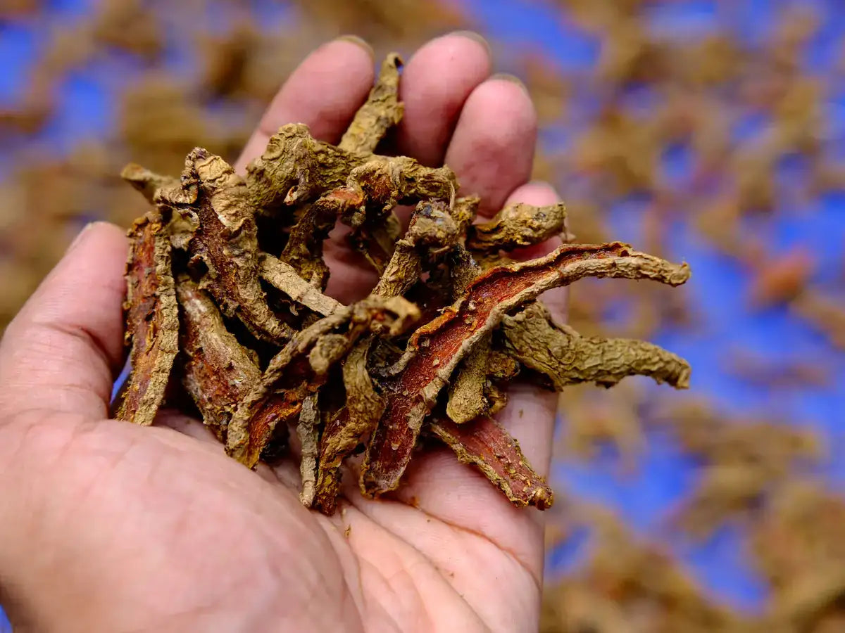 Turmeric roots prepared for processing