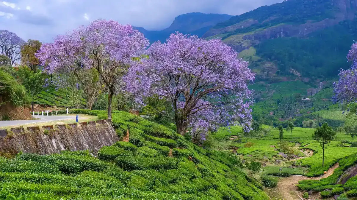 Kerala tea estate — Munnar tea gardens with jacaranda trees